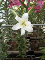 [1732 Hypnose No02.JPG]